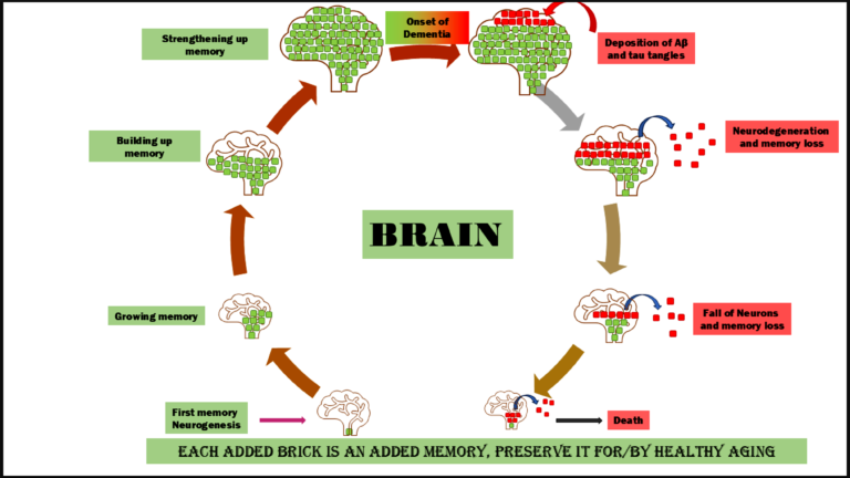 brain memory chart